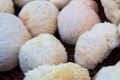 Dried Lion's Mane