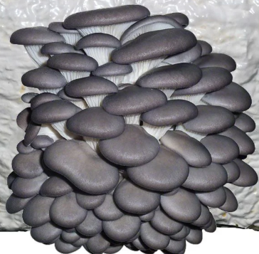 Dried Blue Oyster