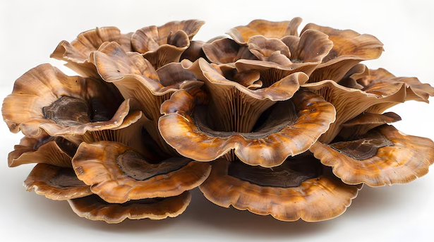 Dried Miatake