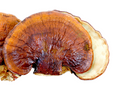 Dried Reishi