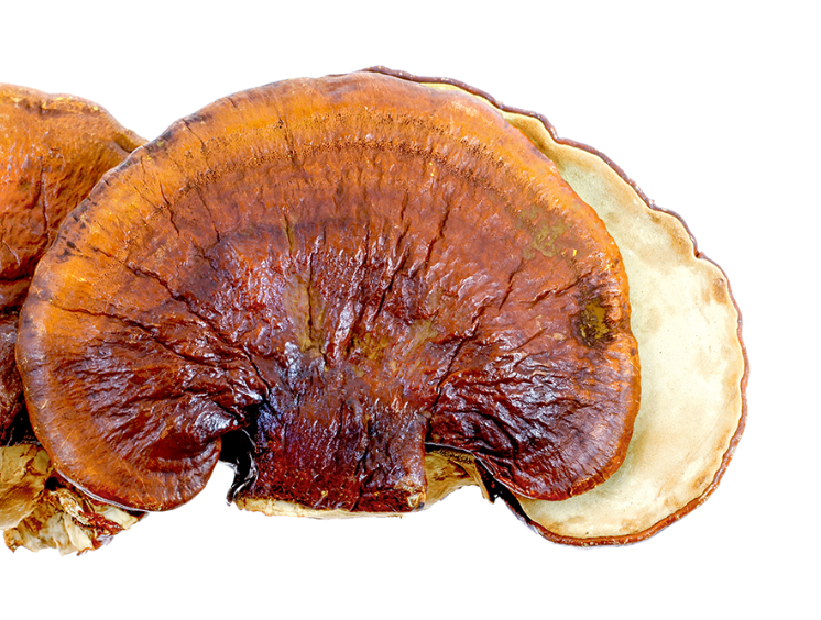 Dried Reishi