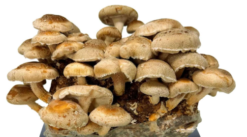 Fresh Shiitake 5oz