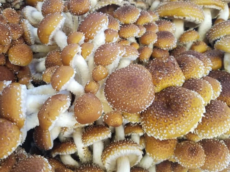 Fresh Chestnut Mushrooms 5oz