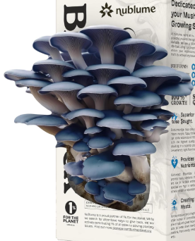 Blue Oyster Grow Kit