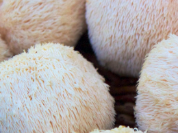 Lion's Mane Powder